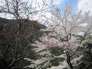 天然水が創られる山々の春